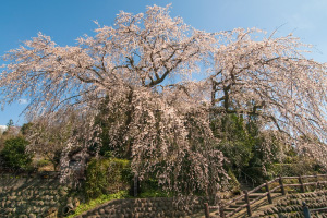 大原のしだれ桜